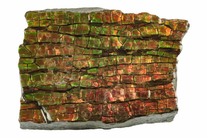 Iridescent Ammolite (Fossil Ammonite Shell) - Alberta #243008